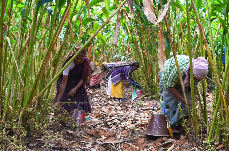 Cashew processing, coastal Karnataka