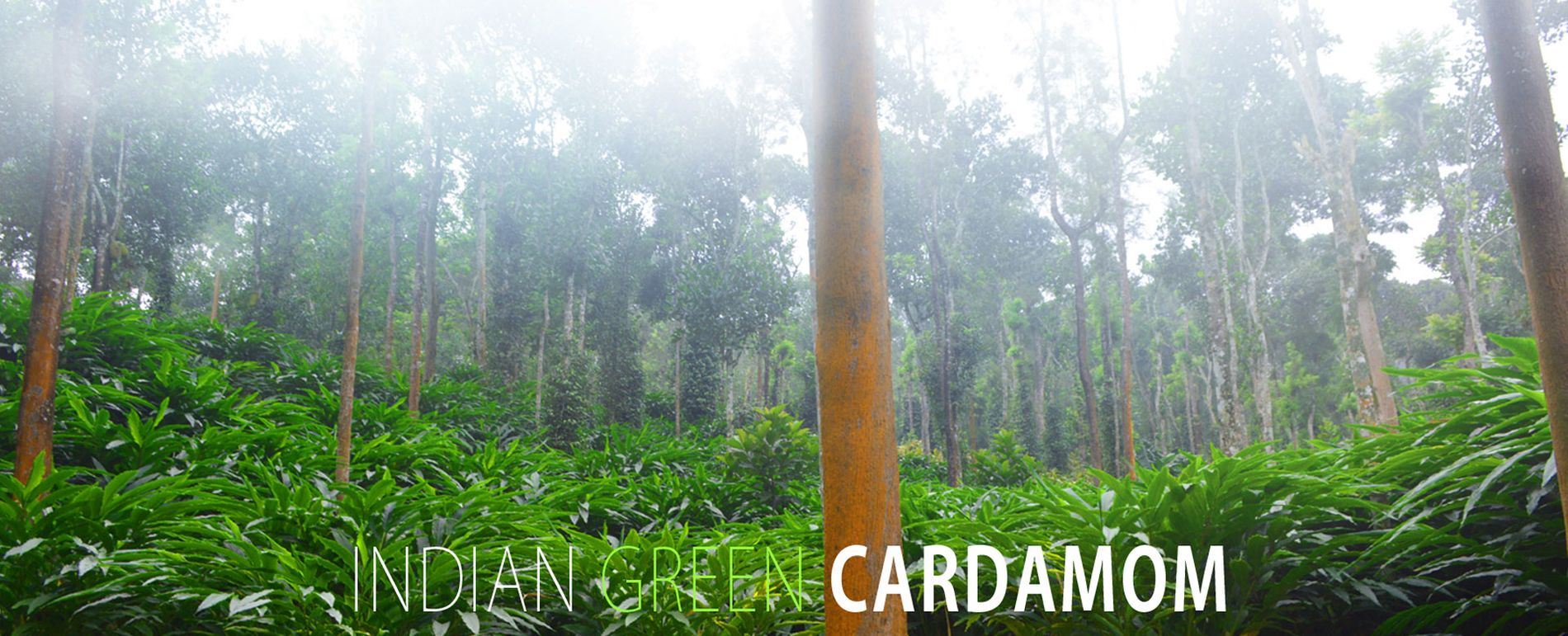 Oil palm plantation